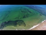 Millions of Sardines Cloud the Shores Off San Diego Coast