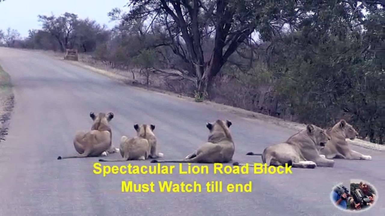 Spectacular NEW Lion Road Block. Must Watch Till End. Lots Of Idiots.