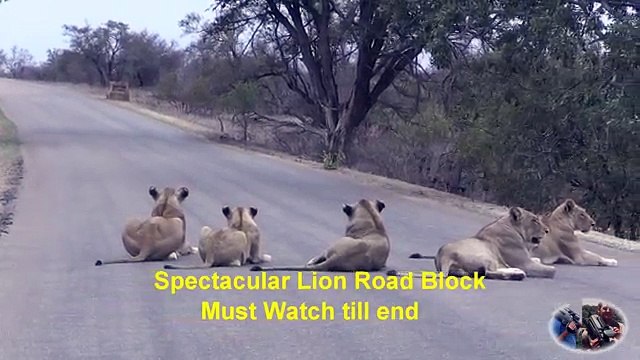 Spectacular NEW Lion Road Block. Must Watch Till End. Lots Of Idiots.