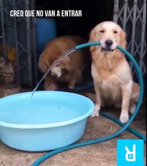 No hay lugar para dos - Humor animales