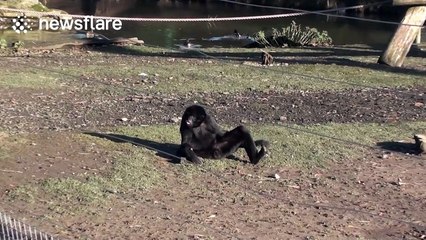 Seriously relaxed monkey rests on a sunny but cold British day