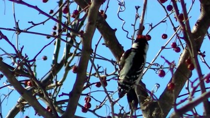 AMAZING Birds - Videos For Cats & Dogs To Watch