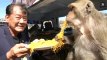 En Thaïlande, un festin pour les singes