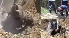 Grupo de trabalhadores resgata urso após este cair numa fossa