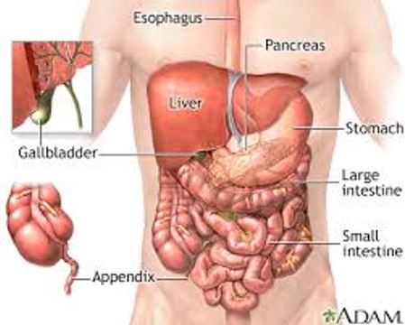 9 Organs That Cause Back Pain | Chiropractor Mechanicsville & Richmond VA.