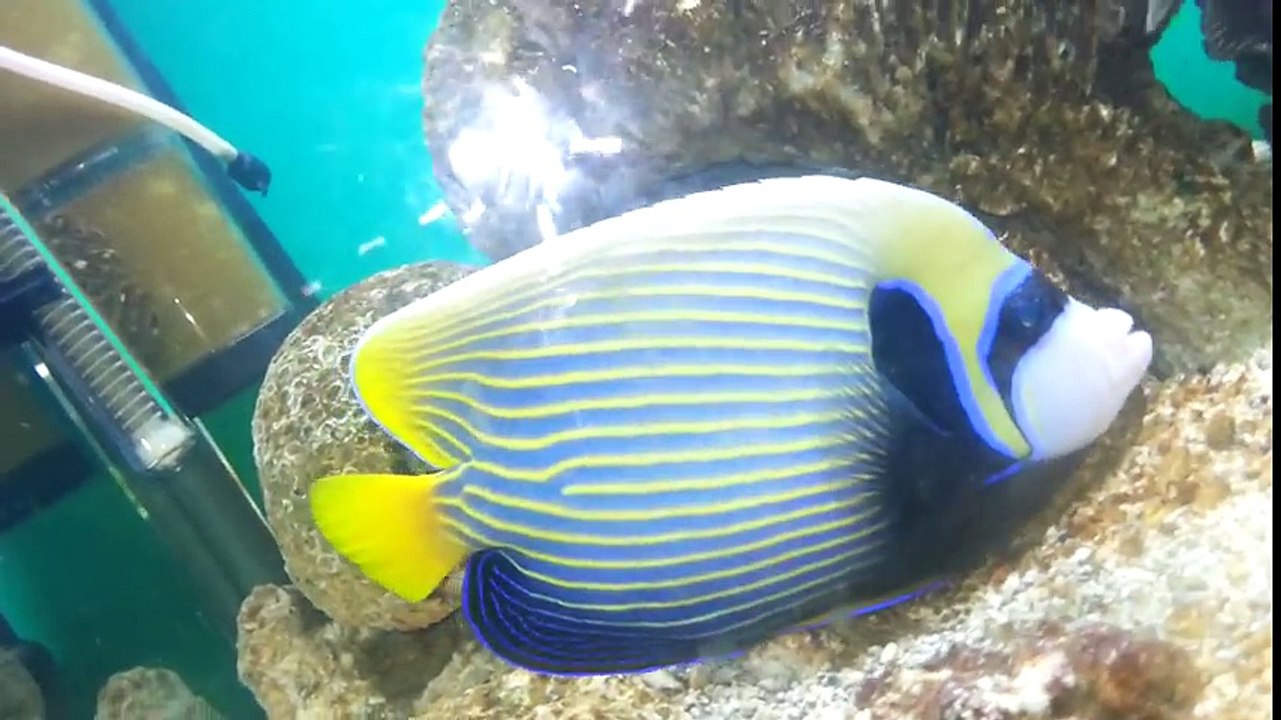 Beautiful Fish in Kerala India __ Beautiful Sea Water Fish in Kerala Aqua Show