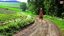 Horse Nursery Rhymes| Children Rhymes For Cartoon Kids Rhymes Collection
