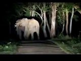 Elephants fighting in Wayanad Kerala Forest India __ Wild Elephants fighting in Kerala Border
