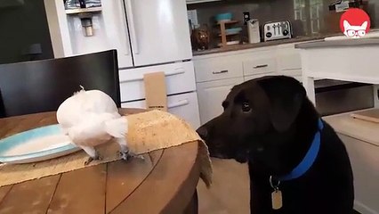 En Yakın Dostunu Besleyen Papağandan Paylaşım Dersi!