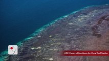 Great Barrier Reef Hit with Worst Coral Bleaching on Record