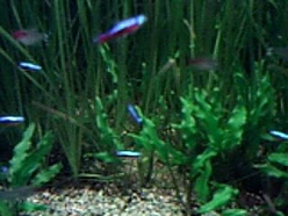Aquarium