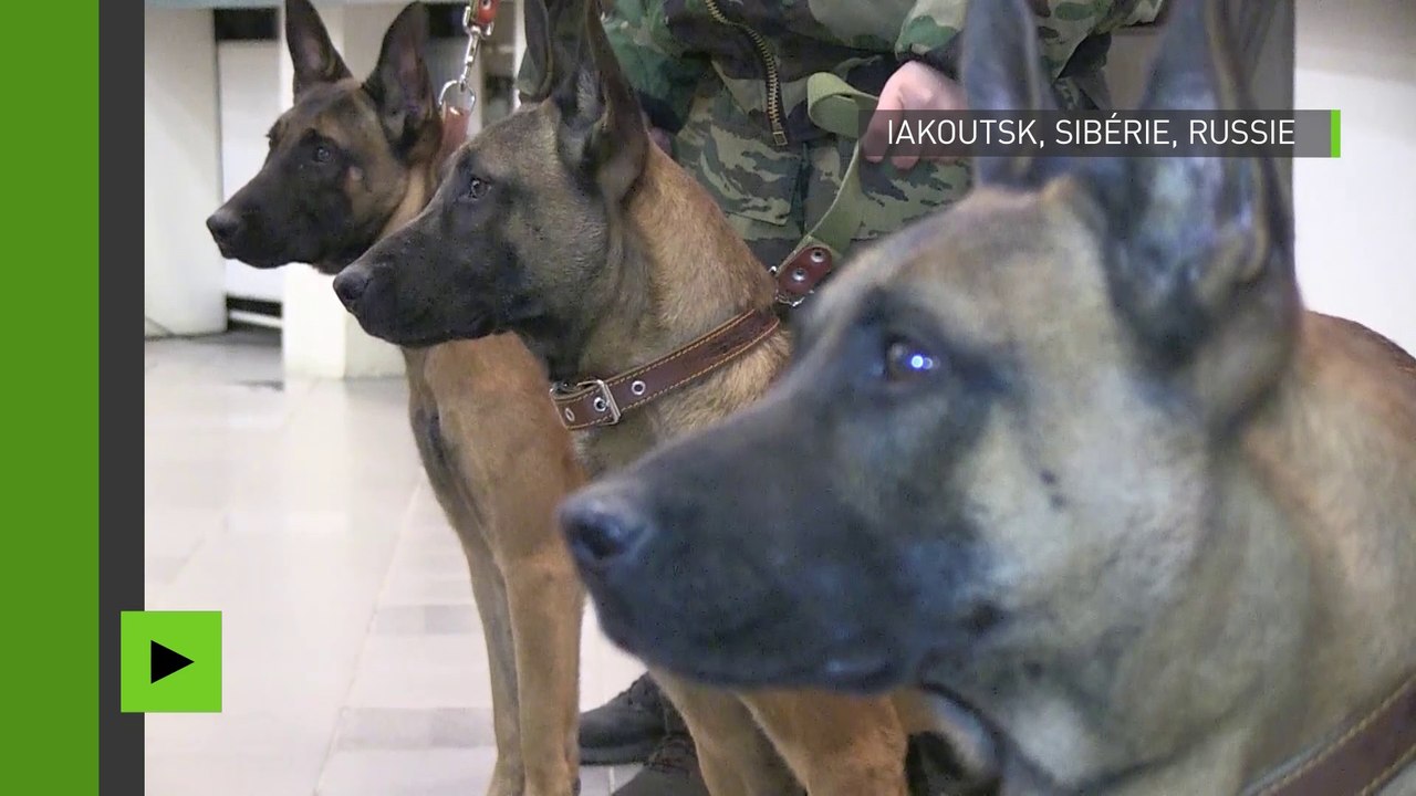 Trois clones du meilleur berger malinois de Corée du Sud offerts à la Russie