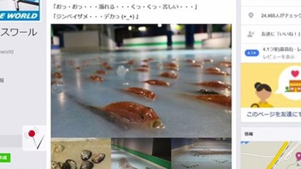 Japanese Ice Skating Rink Freezes 5,000 Fish, Closes After Backlash