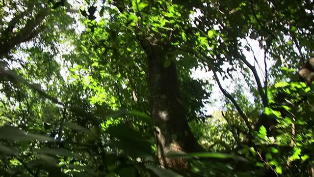 Pflanzen - Herrscher über die Erde - 3v3 - Kraft der Gräser - by ARTBLOOD