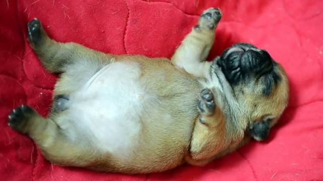 This sleeping french bulldog may be the cutest thing ever