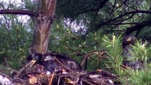 Eaglets (Bald Eagle) OUTDOORS MINNESOTA TWIN CITIES BIKE BIKING AREA