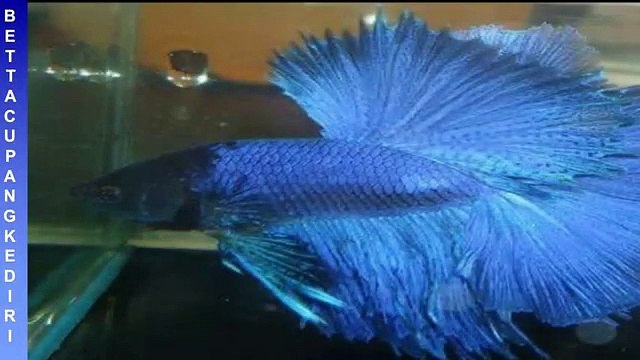 WA 0813 3138 6118 jual ikan cupang, jual ikan cupang hias, jual ikan cupang adu