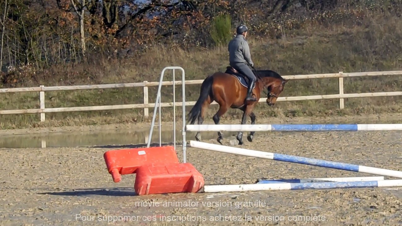 a vendre 4000 euros hongre de 2012 par quality touch loisir dress cso