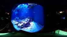 Vancouver Aquarium  4k 360 videoby ThisIsMeInVR