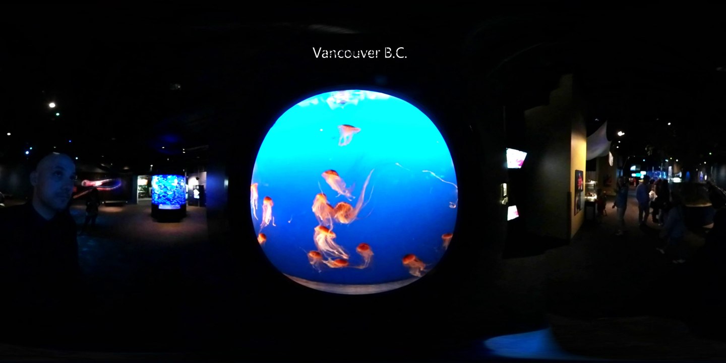 4k 360 animal experiences by This Is Me in Virtual Reality