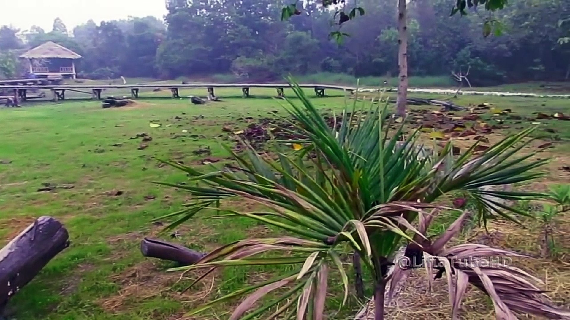 Birding Burung Jalak Kerbau Jalak Kerbau Kids Activities