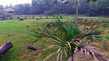 Birding - Burung Jalak Kerbau (Jalak Kerbau) - Kids Activities