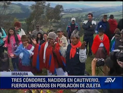 Liberan 3 cóndores nacidos en cautiverio en Imbabura