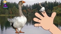 GOOSE Cartoons Singing Finger Family Rhymes | GOOSE Cartoon Finger Family Children Nursery Rhymes
