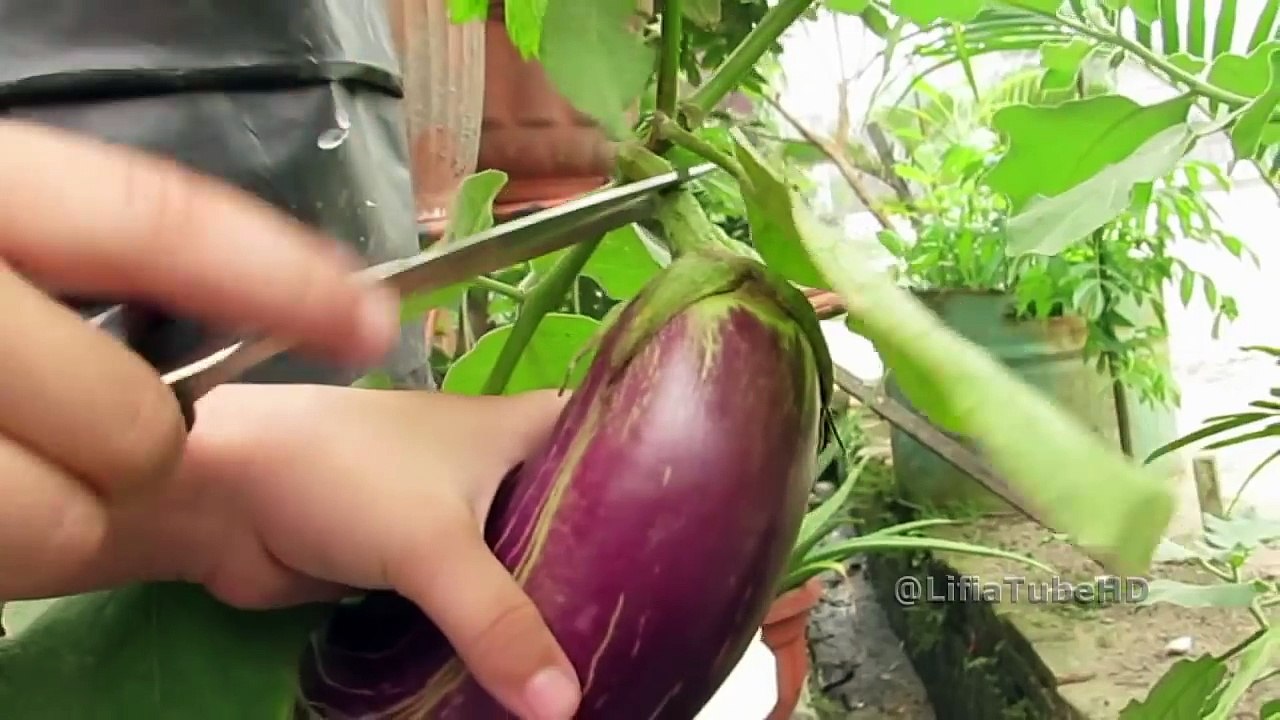 Gardening Kids Mama ❤ Anak-anak Bermain dan Berkebun Organik di Halaman Rumah @LifiaTubeHD