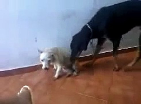 best Animals Having Fun Breeding Reproducing Dogs Mating 4 ~ Best Funny Animals 2014 review