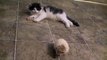 Kitty Cat Meets Baby Hedgehog cute