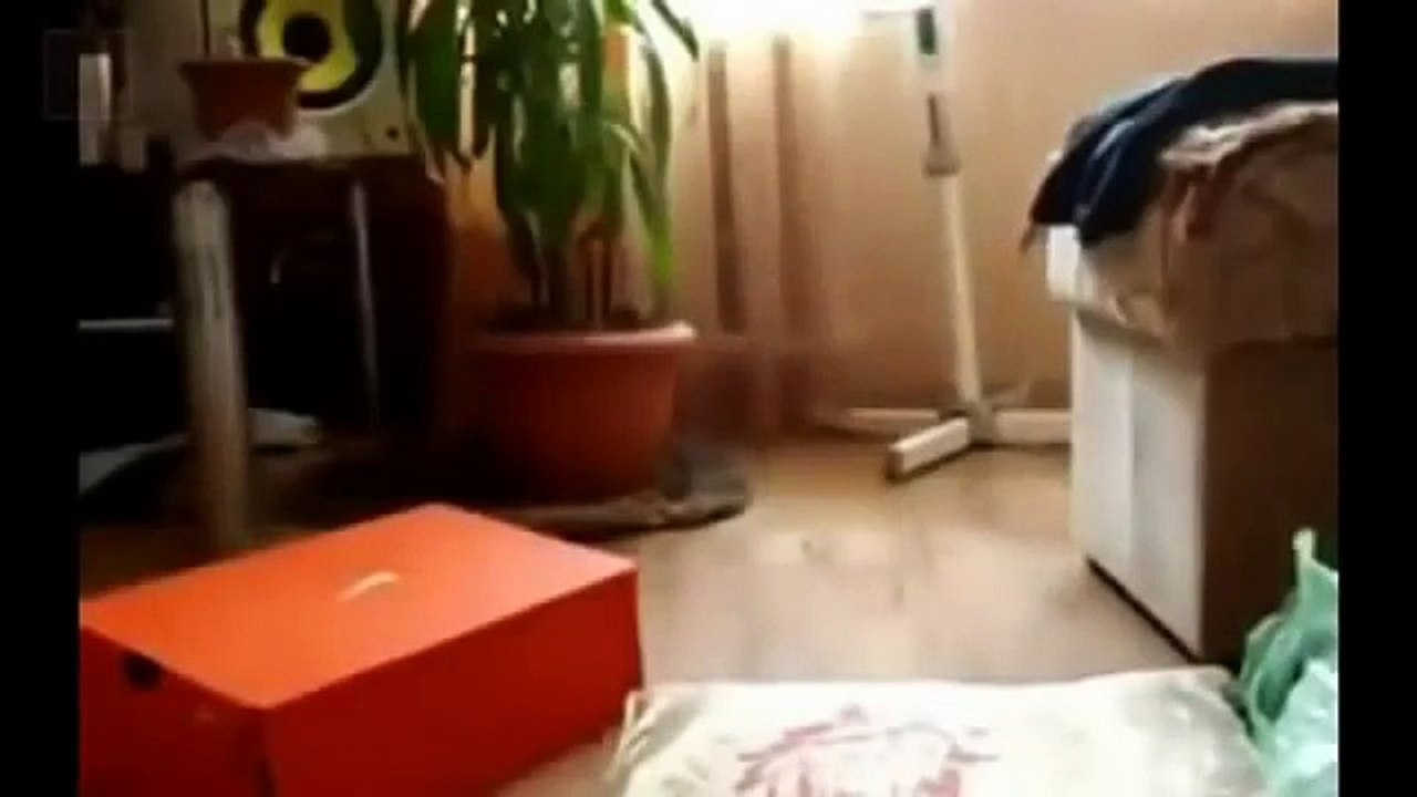 funny cats LOL