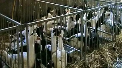 Francia: individuato focolaio di H5N8, ma il Paese resta esente da aviaria