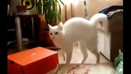 Chats - Vidéos les plus drôles.6