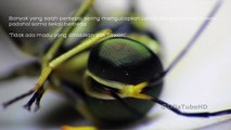 [Close up] Photo Macro Tawon dan Lebah (Wasp) - Photo collections