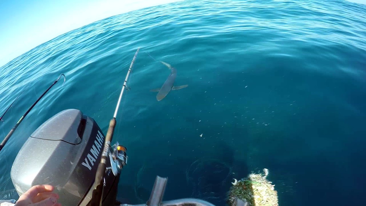 Jumping for Sharks