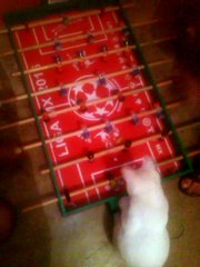 Gato viendo jugar futbolito.   watchig cat playing football