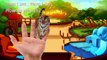Animals Finger Family| Zoo Animals vs Jungle Animals vs Dinosaurs| Nursery Rhymes| Songs for Kids