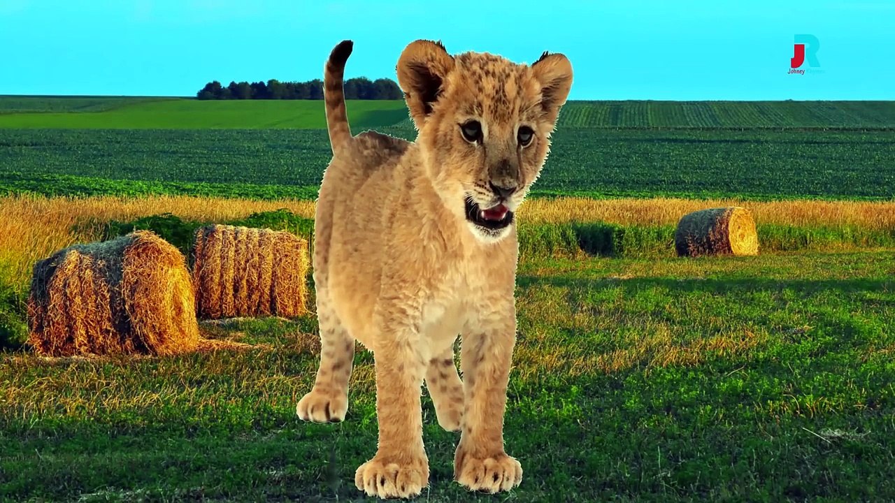 Animals Cartoons Finger Family Children Nursery Rhymes | Animals Finger Family Rhymes | Volume- 2