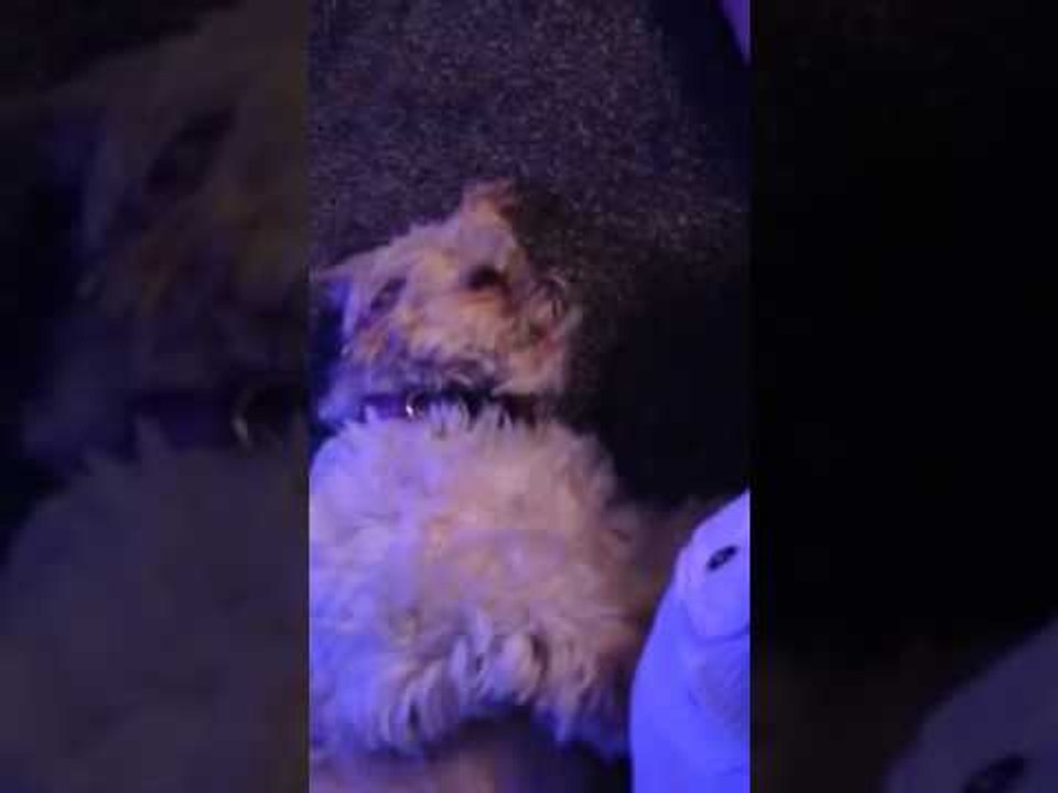 Brainy Dog Is Surprisingly Good at Math