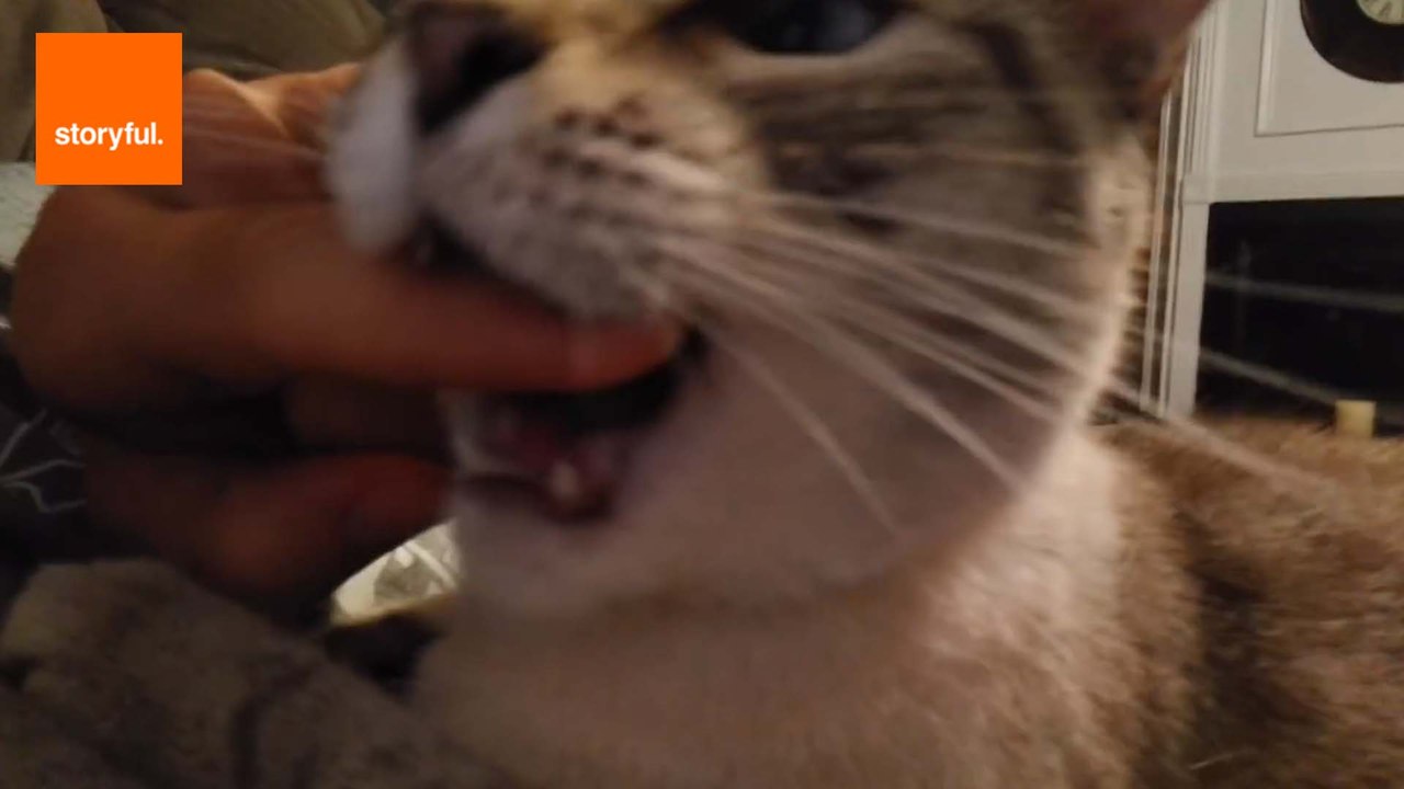 Owner Interrupts Cat Attempting to Yawn