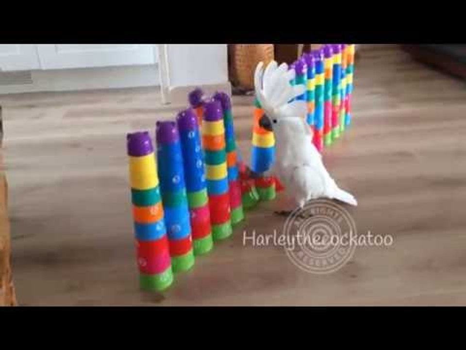 Rampaging Cockatoo Destroys Plastic Cup Towers