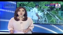 Pohon Tumbang Tutup Ruas Jalan di Sidoarjo Jawa Timur