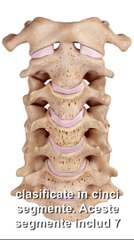 Anatomia coloanei vertebrale
