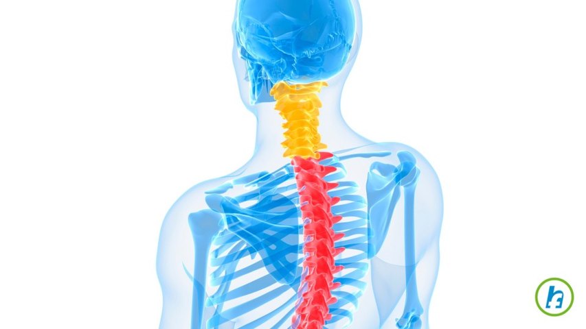 Anatomia coloanei vertebrale