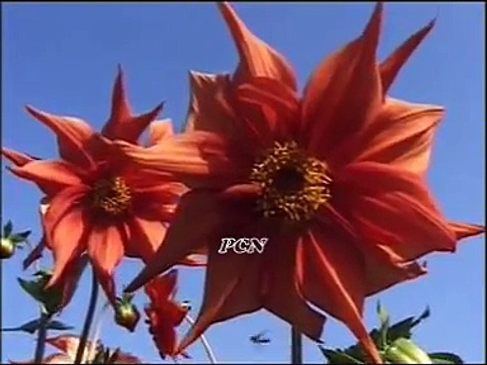 Terean sifta de Masih Zaboor