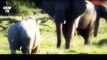 National Geographic - Wild Animal Fights Rhino vs elephant Lion, Animals- Documentary
