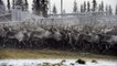 Sami reindeer herders gather flock in Swedish Lapland