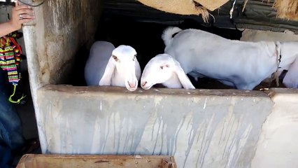 Beautiful Dancing Sheeps