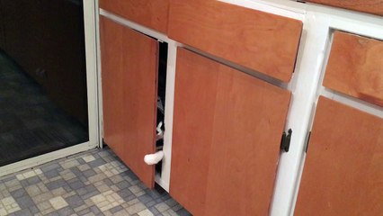 Cat traps self in cabinet